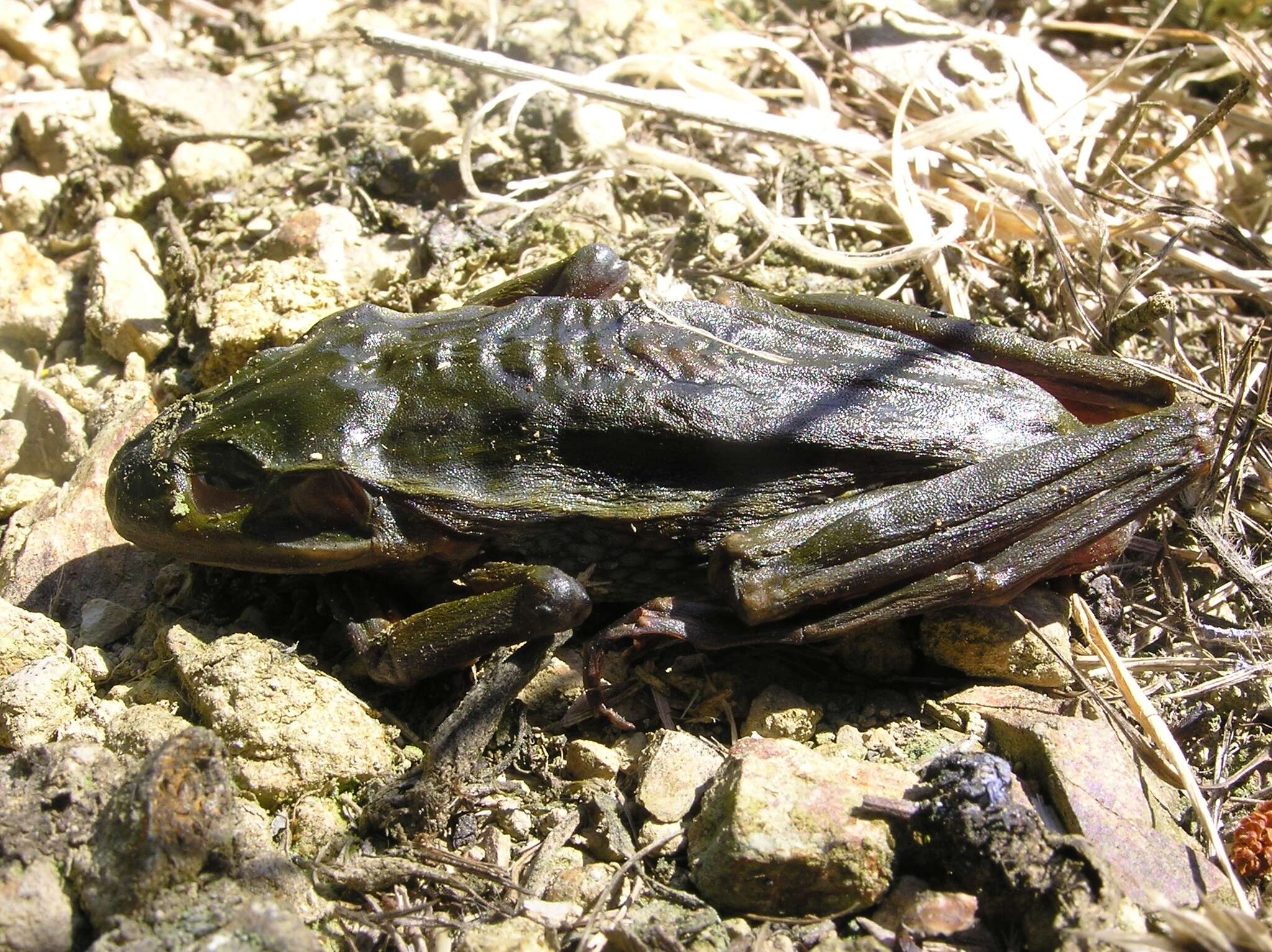 Image of Green and Gold Frog