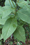 Image of Senecio nemorensis subsp. jacquinianus (Rchb.) Celak.