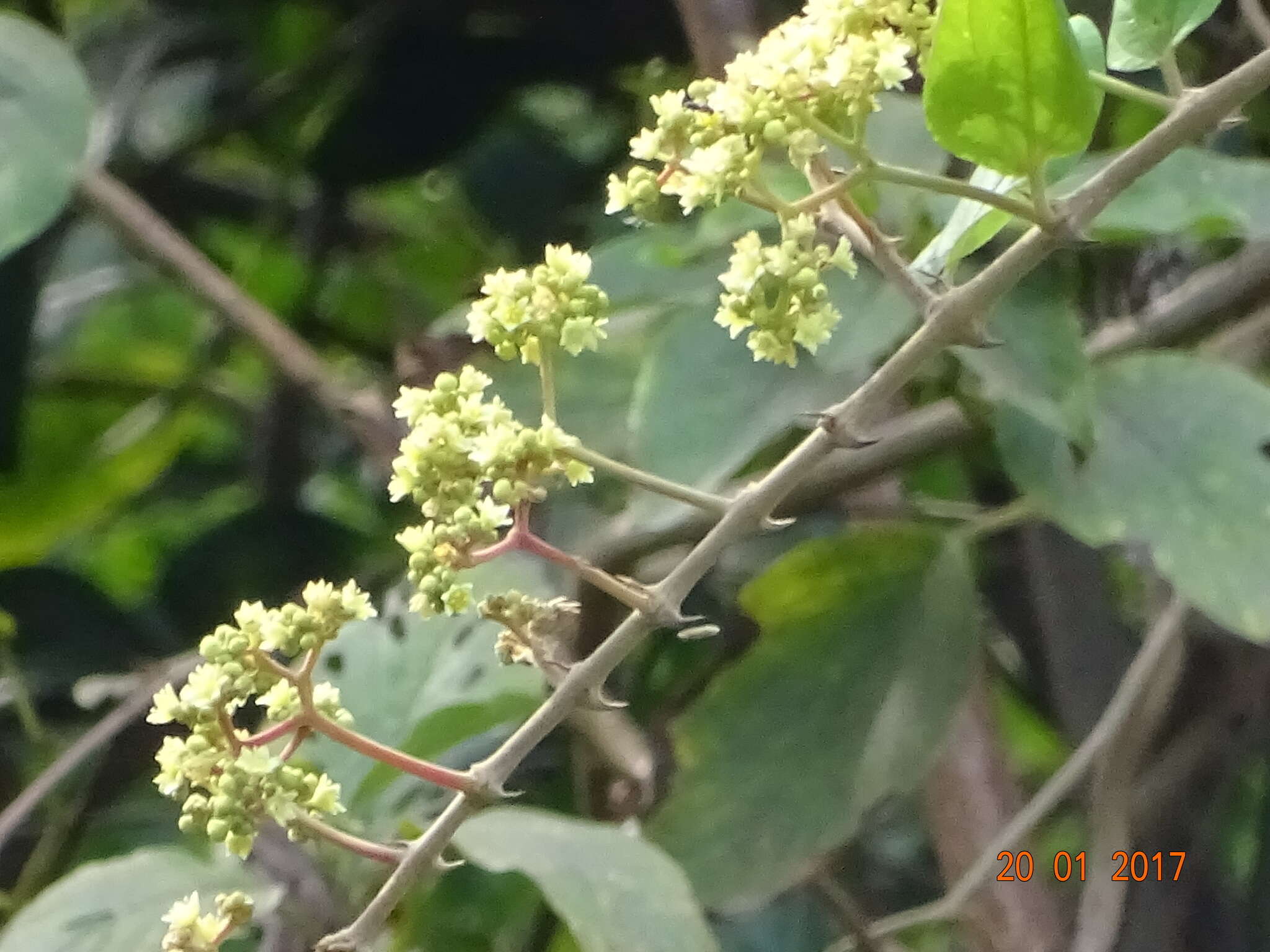 Ziziphus rugosa Lam. resmi