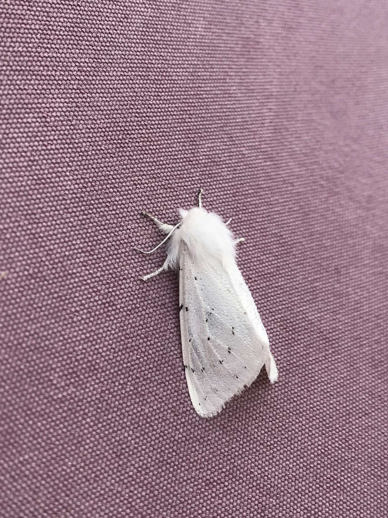 Image of Vestal Tiger Moth