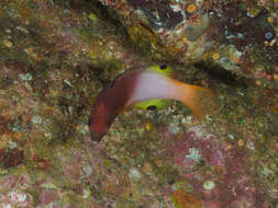 Image of Axil hogfish