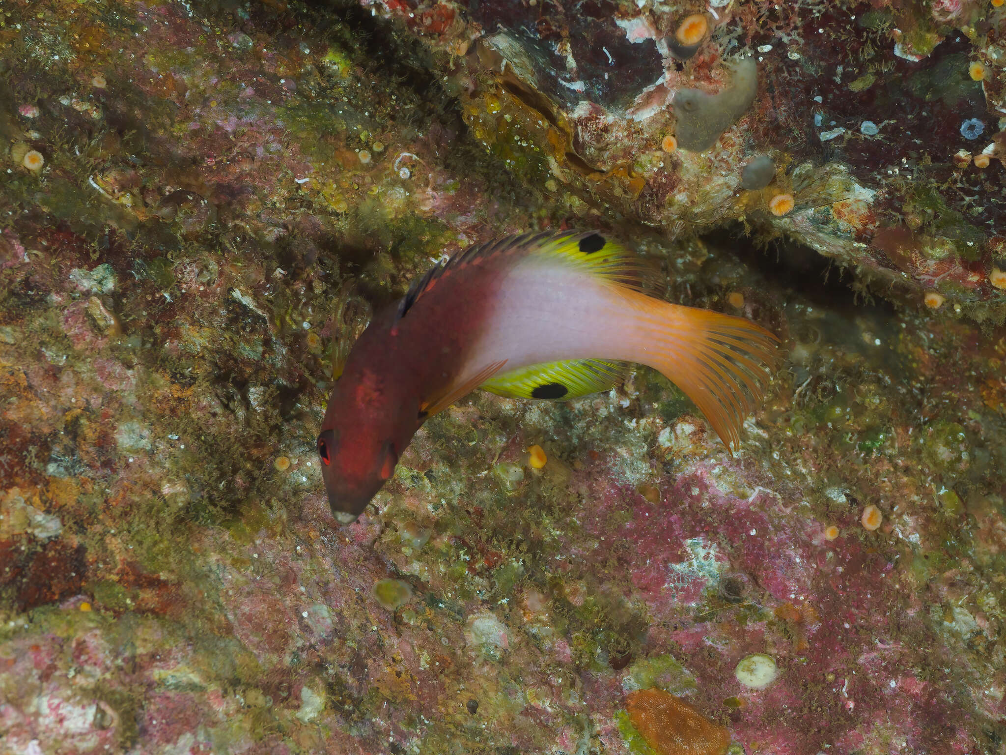 Image of Axil hogfish