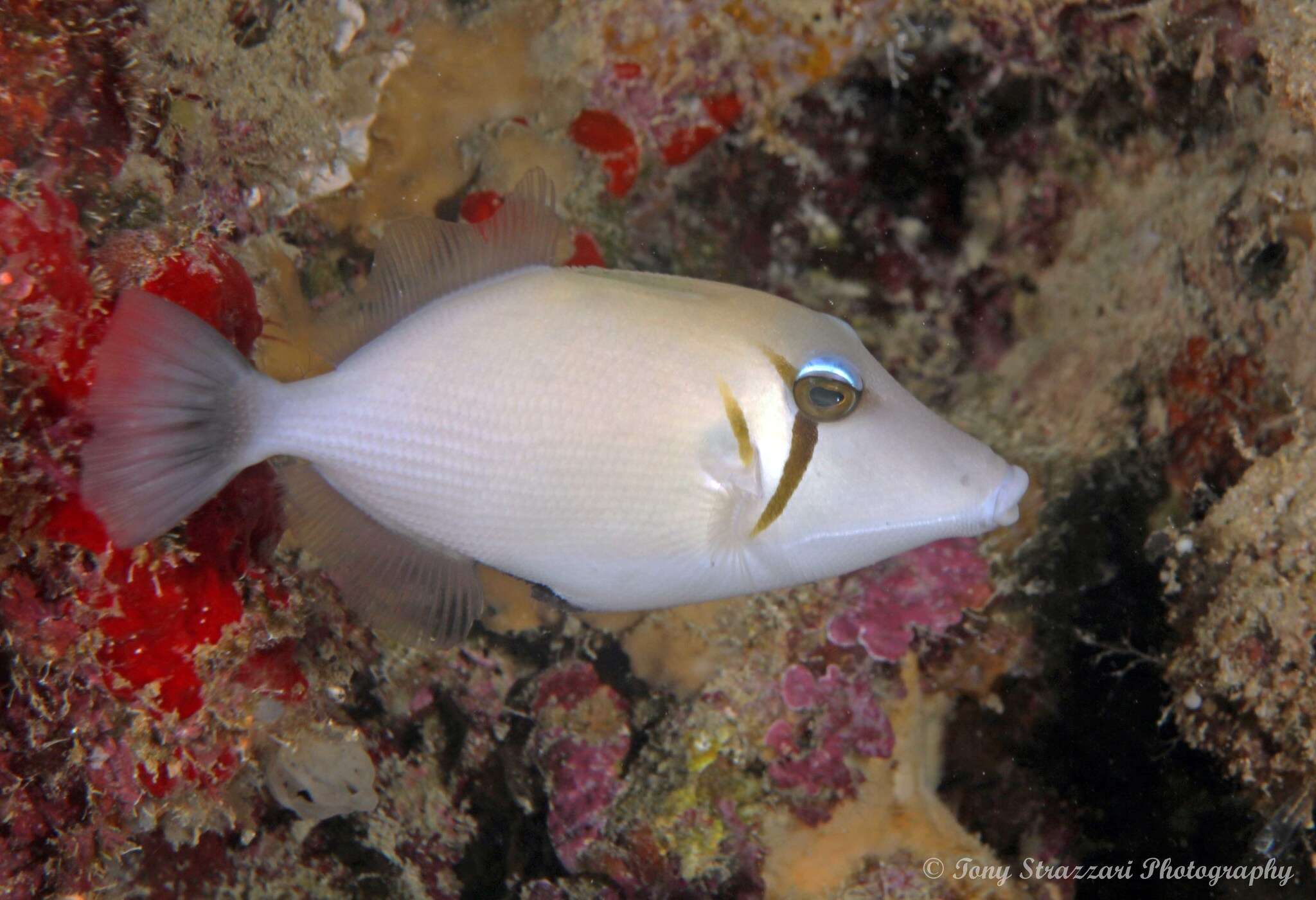 Image of Boomerang triggerfish