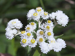 Image of Anaphalis margaritacea subsp. margaritacea