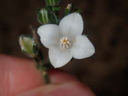 Image of Cyanothamnus coerulescens subsp. spinescens (Benth.) Duretto & Heslewood