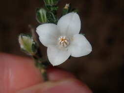 Cyanothamnus coerulescens subsp. spinescens (Benth.) Duretto & Heslewood的圖片