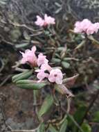 Imagem de Rhododendron adamsii Rehder