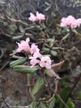 Image of Rhododendron adamsii Rehder