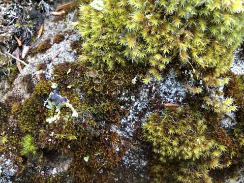 Image of bowl lichen