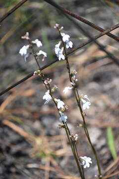 Imagem de Lobelia paludosa Nutt.