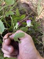 Image de Clematis reticulata Walt.