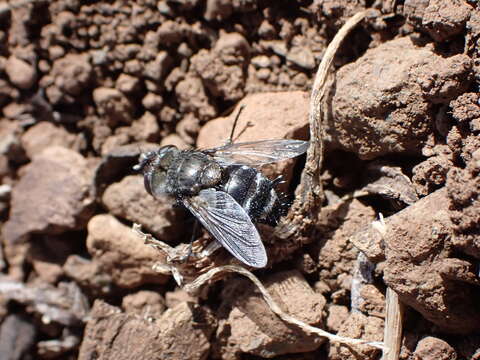 Image of Pseudogonia