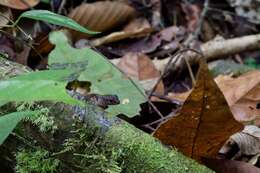 Sphenomorphus sabanus Inger 1958 resmi