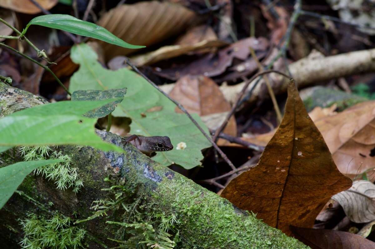 Imagem de Sphenomorphus sabanus Inger 1958