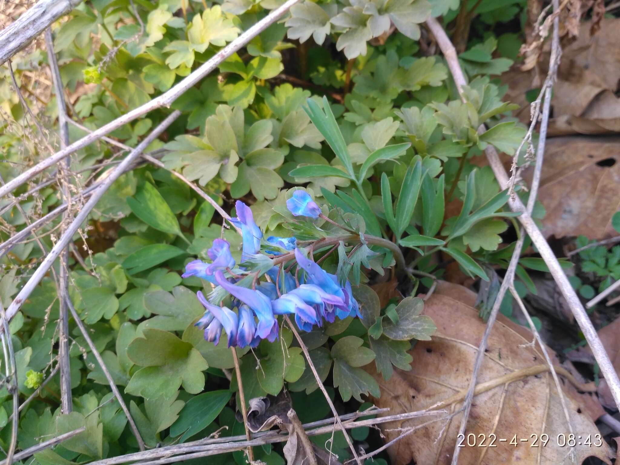 Imagem de Corydalis turtschaninovii Bess.