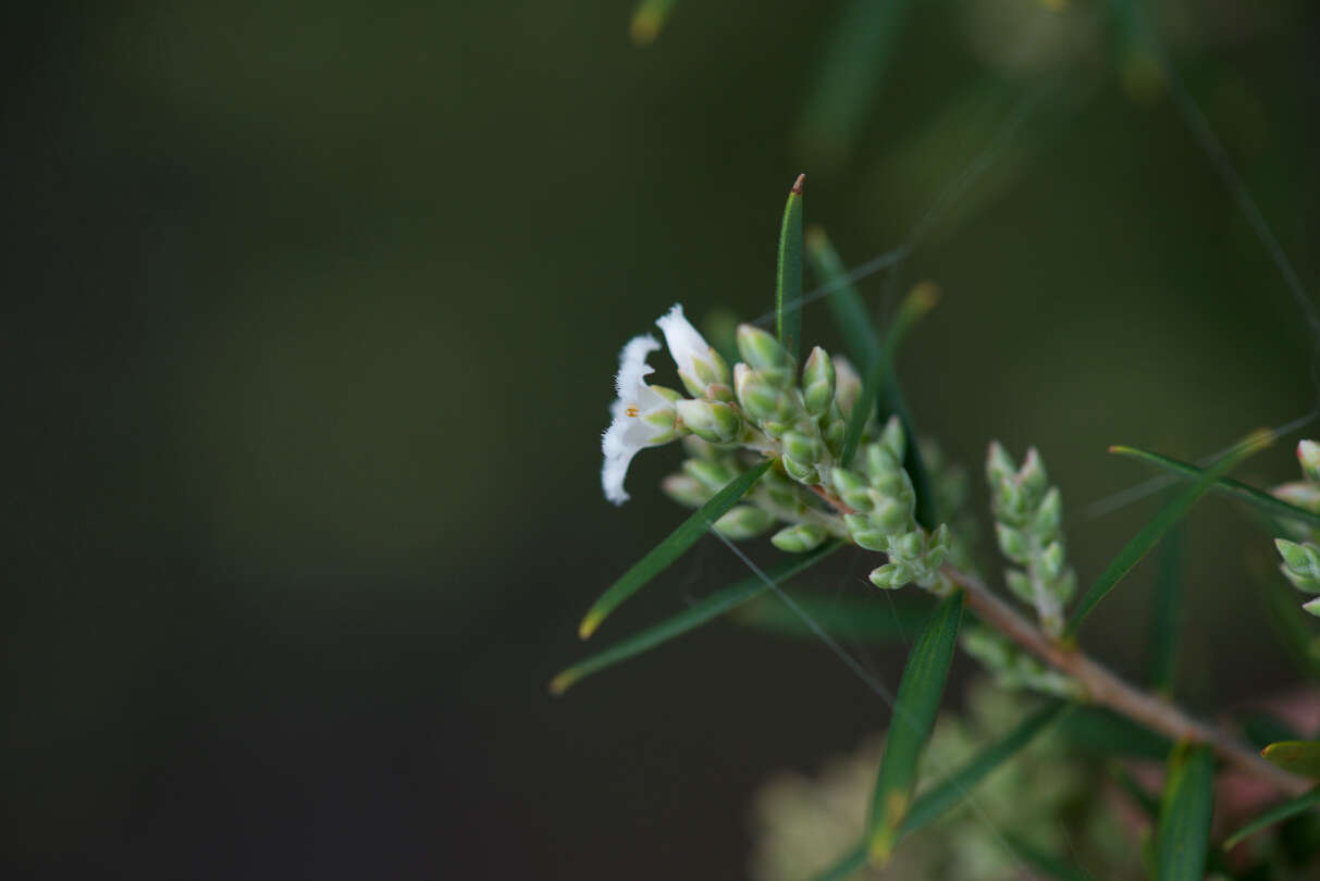 Plancia ëd Leucopogon obovatus subsp. revolutus (R. Br.) Hislop