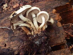 Image de Pholiota rufodisca A. H. Sm. & Hesler 1968