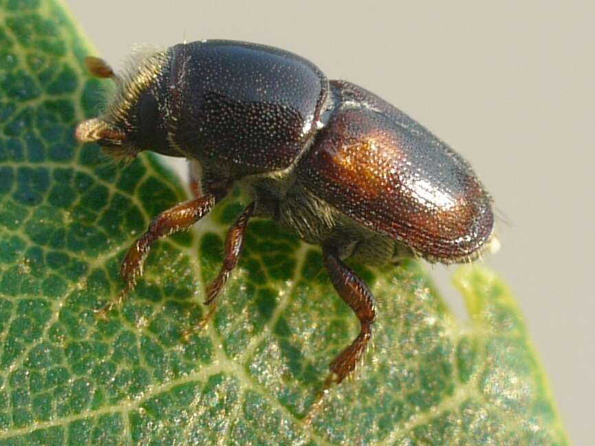 Image of Banded Elm Bark Beetle