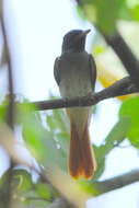 Image of Blyth's Paradise Flycatcher