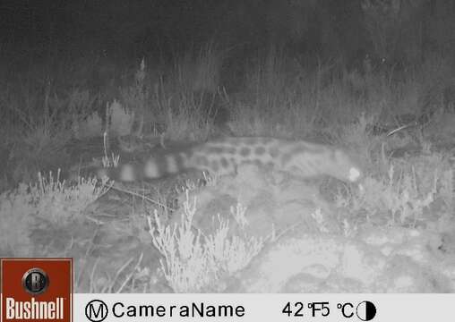 Image of Cape Genet