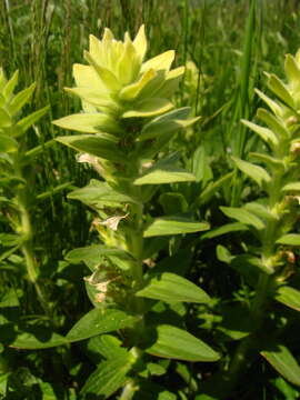 Image of Ajuga laxmannii (Murray) Benth.