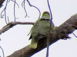 صورة Treron calvus schalowi Reichenow 1880