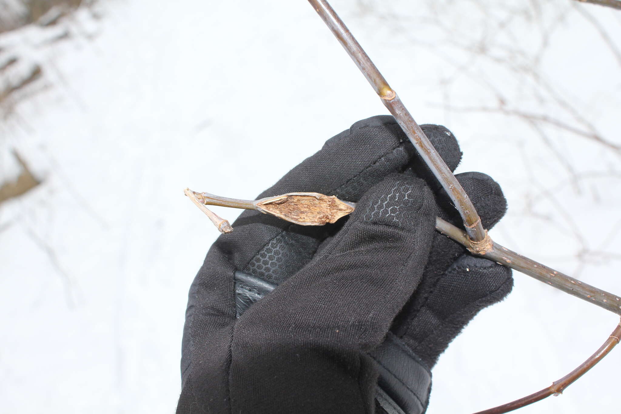 Image of Boxelder Twig Borer