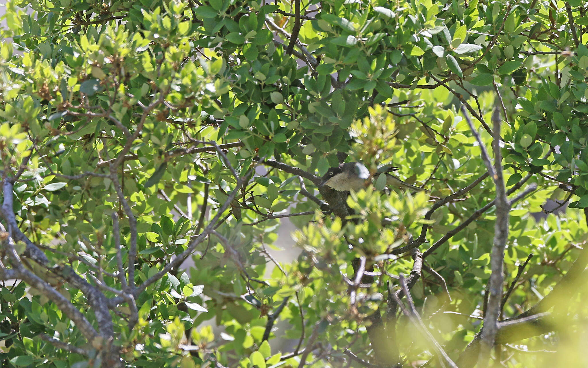 Image of Western Orphean Warbler