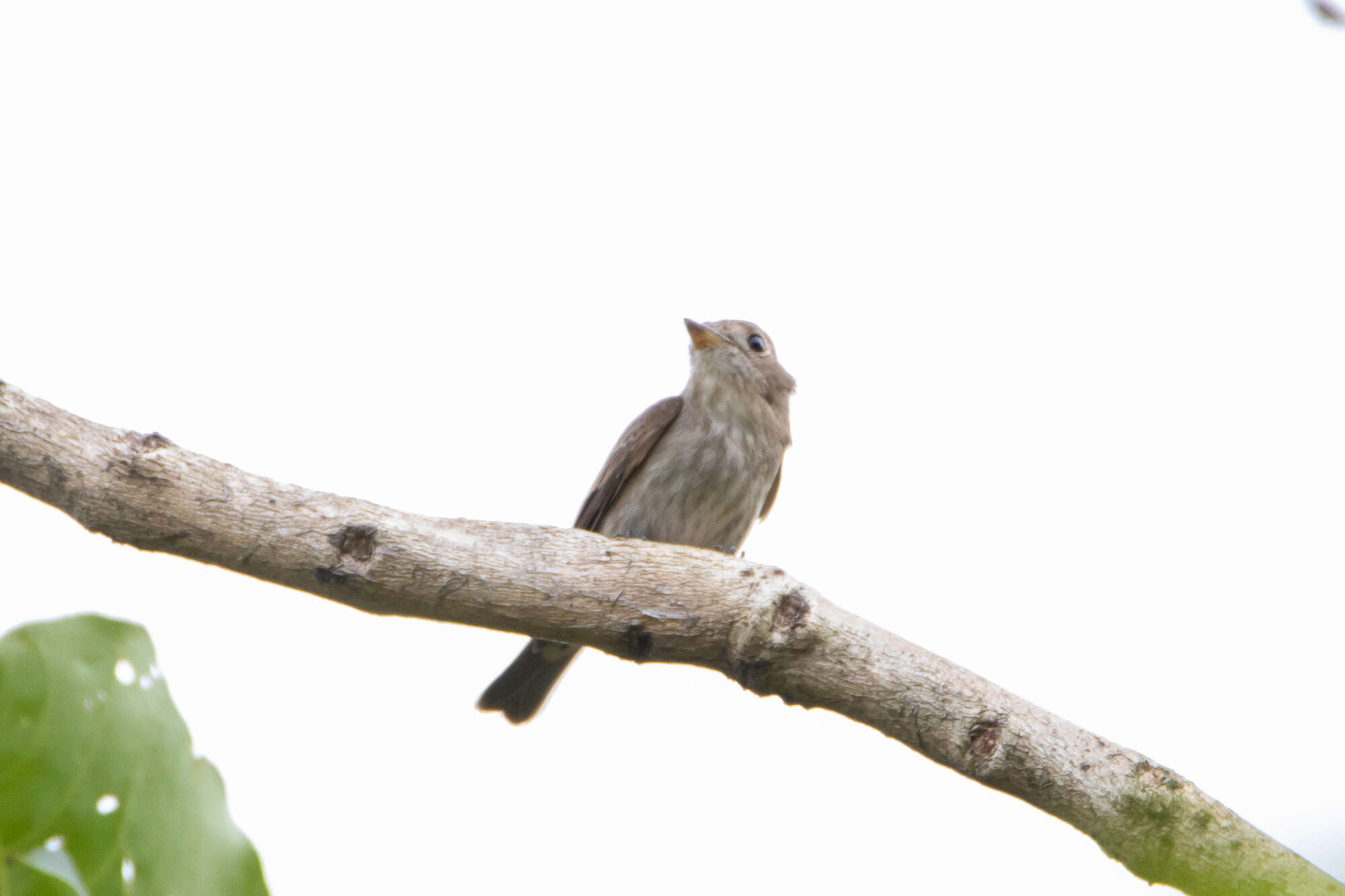 Image of Brown-streaked Flycatcher