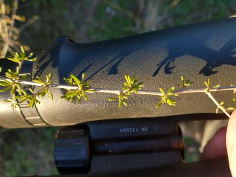 Image of tropical desert-thorn