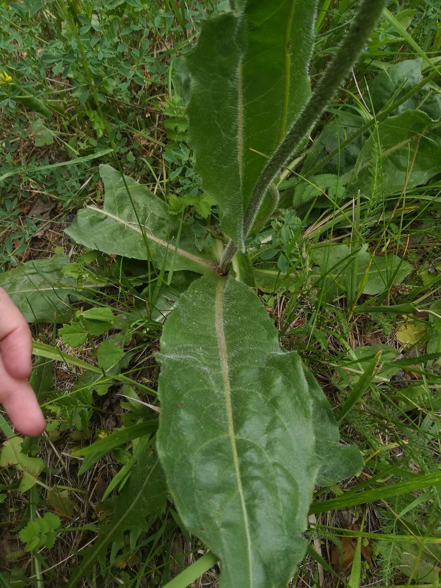 Imagem de Hypochaeris maculata L.