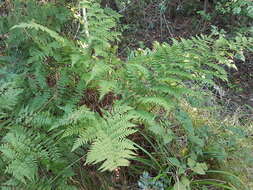 Image of Dryopteris pentheri (Krasser) C. Chr.