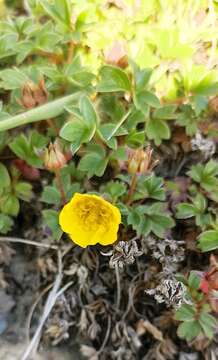 Image of Sibbaldia cuneifolia (Bertol.) Paule & Soják