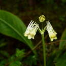 Image of Halenia plantaginea Griseb.