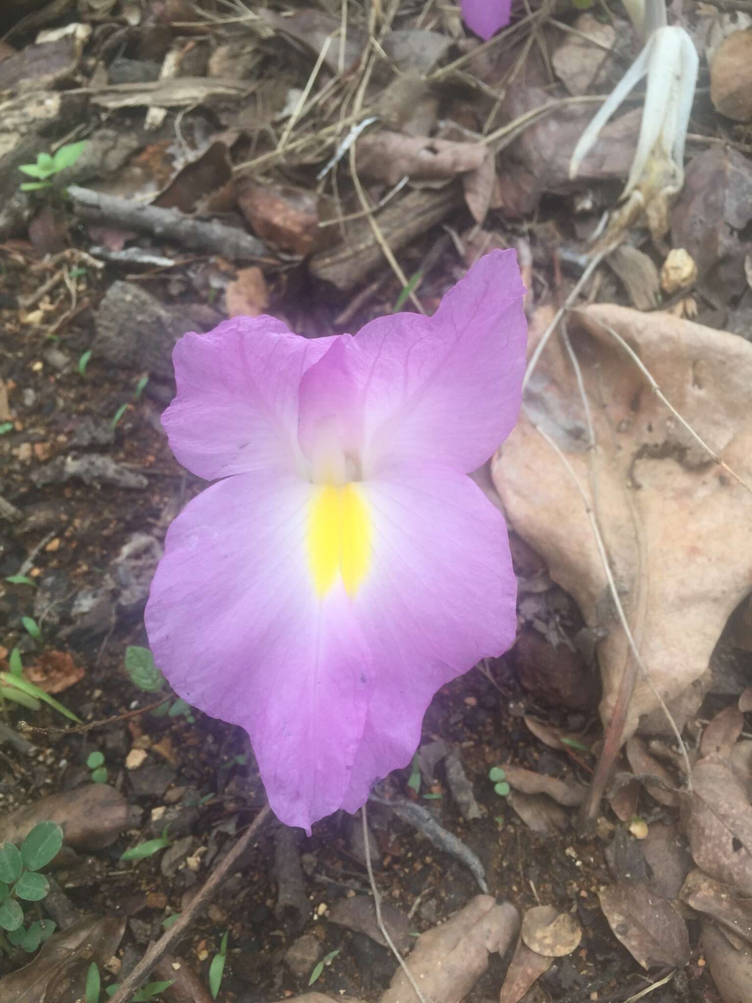 Image of Mauve ginger