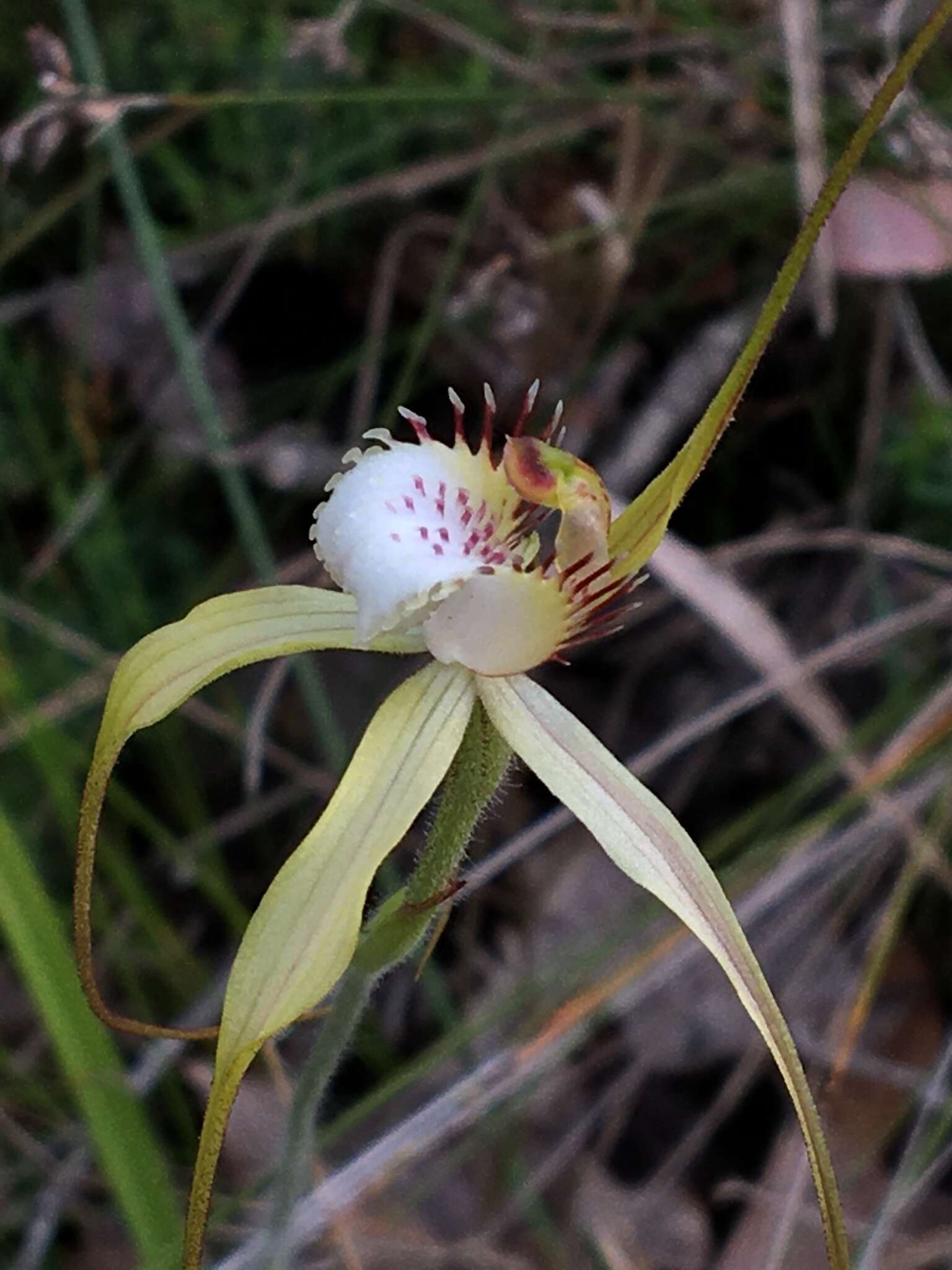 Imagem de Caladenia citrina Hopper & A. P. Br.