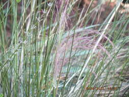 Image of Muhlenbergia capillaris var. capillaris