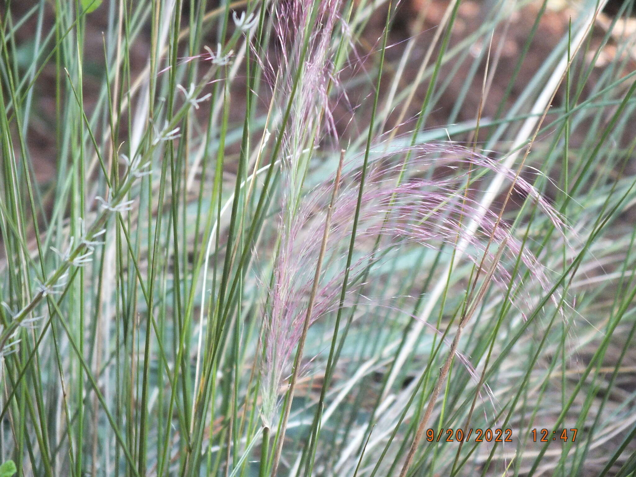 Image of Muhlenbergia capillaris var. capillaris