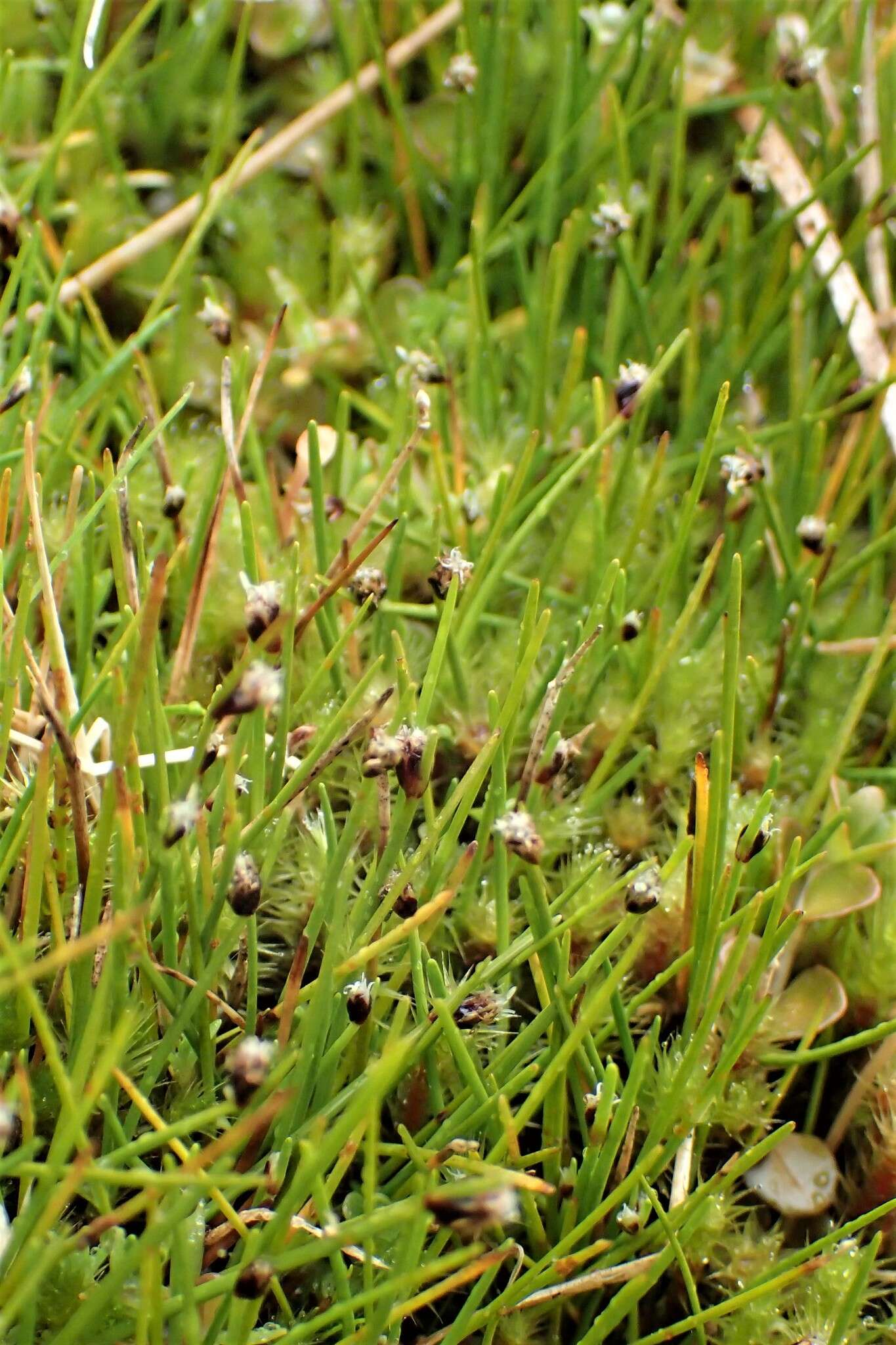 Image of Isolepis aucklandica Hook. fil.