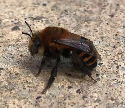 Image of Anthophora urbana clementina Cockerell 1939