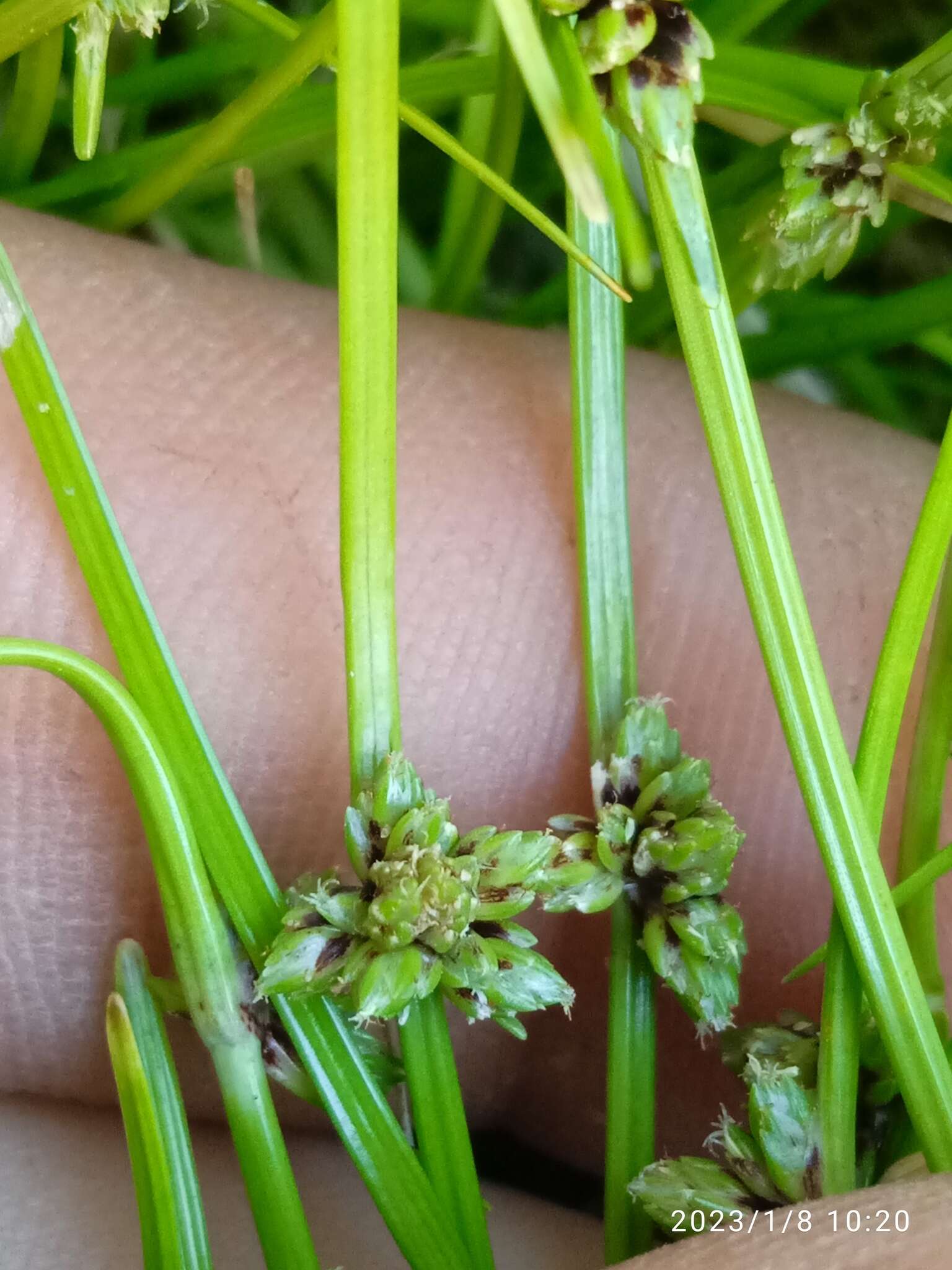 Image of Isolepis praetextata (Edgar) Soják