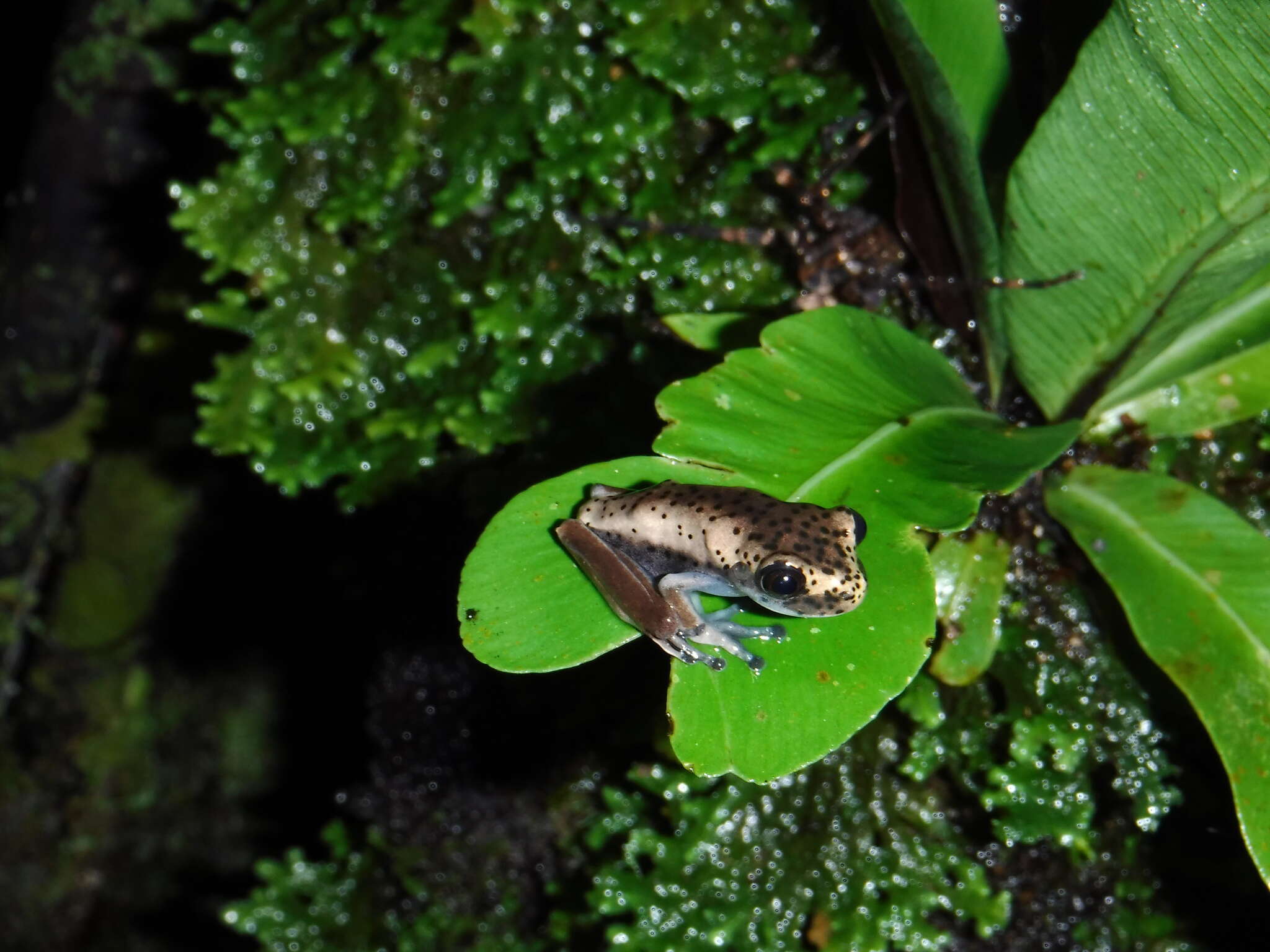 Image de Boana appendiculata