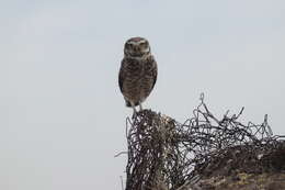 صورة Athene cunicularia cunicularia (Molina 1782)