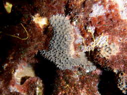 Image of brittle horny sponge