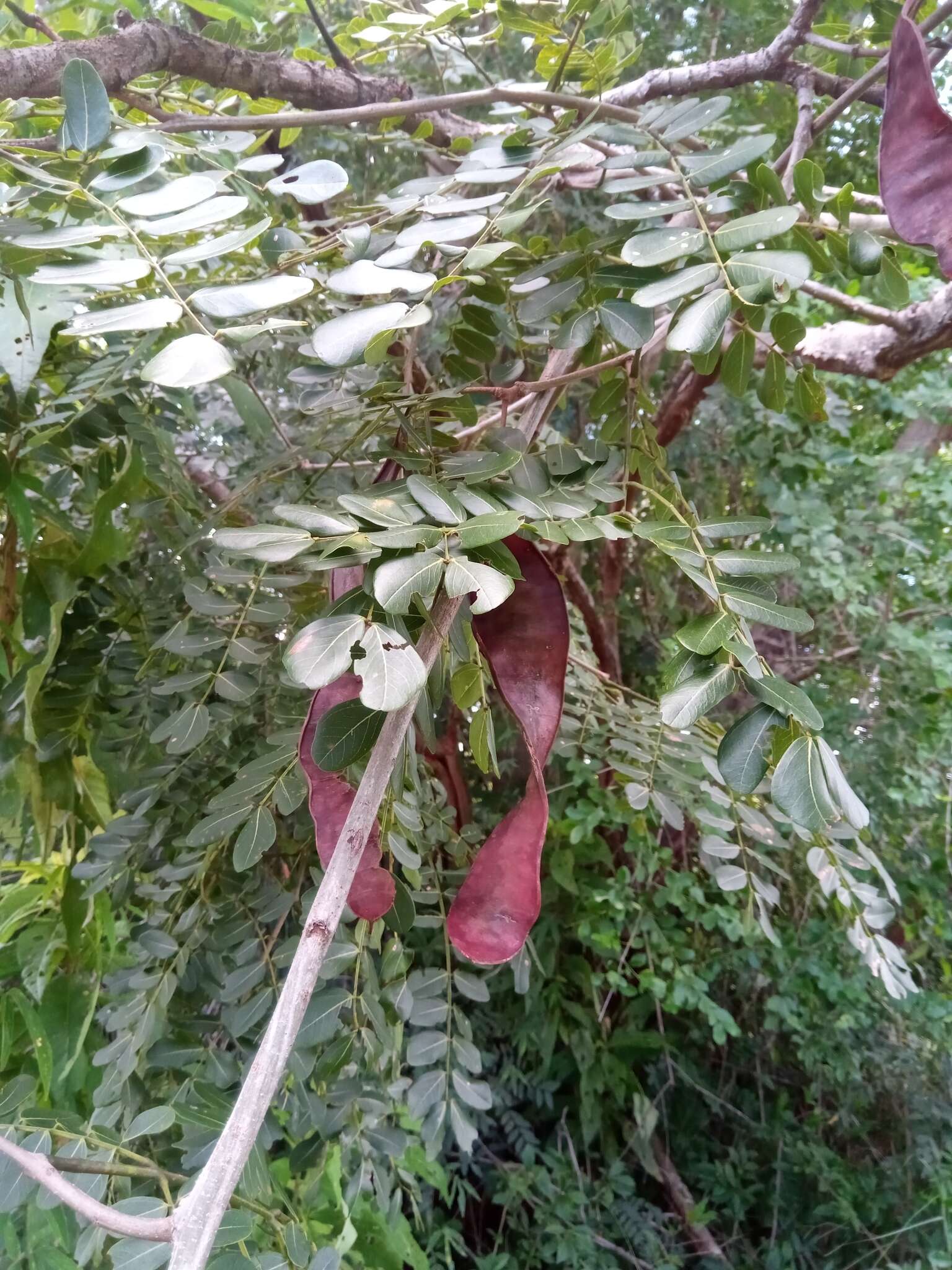 Слика од Albizia boivinii E. Fourn.