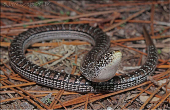 Image of Ophisaurus attenuatus longicaudus Mcconkey 1952