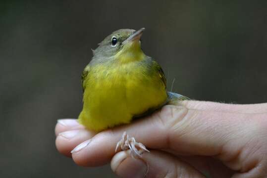 Image of Mourning Warbler