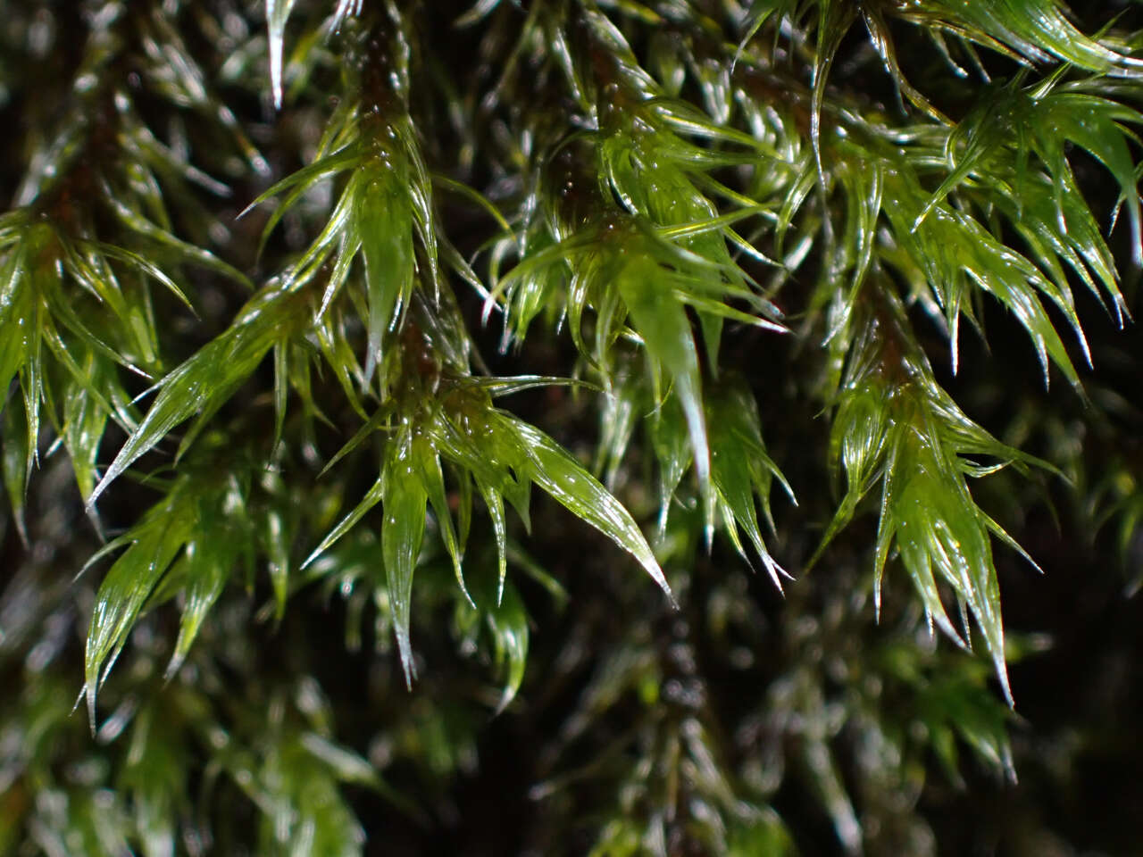 Image of Lawton's racomitrium moss