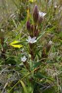 Image of Gentianella amarella subsp. septentrionalis (Druce) Pritchard