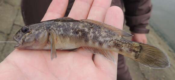 Image of monkey goby